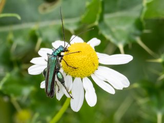 Grüner Scheinbockkäfer  (Oedemera nobilis) auf einer Kamillenblüte : 0609, Oly-FNEU-exportiert, Oly-ForumNEU, xMakro