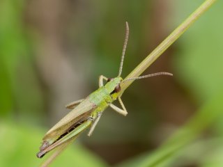 Wenn er nicht hüpft ...  ... sitzt er auf auf einem Grashalm. Grashüpfer (Gomphocerinae) : 0609, Oly-FNEU-exportiert, Oly-ForumNEU, xMakro