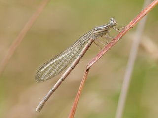 Eleganz am Halm  Blaue Federlibelle (Platycnemis pennipes) : 0609, Oly-FNEU-exportiert, Oly-ForumNEU, xMakro