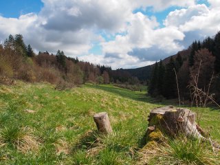 Paradies  Natur pur im "Paradies" bei Willingen-Stryck : Baumstumpf, Wald, Wiese, Willingen, xWillingen