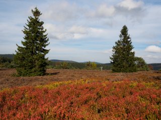 Hochheide  im Herbst : Hochheide, Willingen, xWillingen