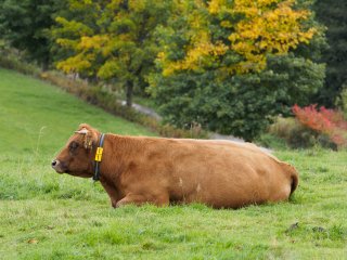 Rind beim Chillen  auf der Weide bei Usseln : Rind, Weide, Willingen, xWillingen