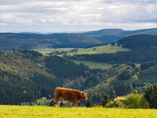 Hochsauerlandochse  auf der Weide an der Graf Stolberg Hütte : Rind, Willingen, xWillingen