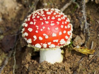 Junger Fliegenpilz  Gesehen in der Nähe der Diemelquelle  bei Willingen-Usseln : Willingen