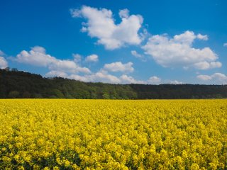 Rapsblüte : Rapsfeld, xFrühjahr