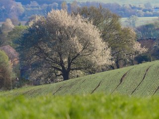 Es grünt und blüht  am Ortsrand eines nordhessischen Dorfes : Homberg(Efze), xFrühjahr