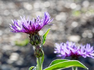 Berg-Flockenblume : Centaurea montana, Oly-FNEU-exportiert, Oly-ForumNEU, xFrühjahr