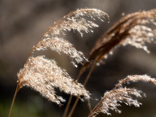 Blühendes Schilf : Oly-FNEU-exportiert, Oly-ForumNEU, xFrühjahr