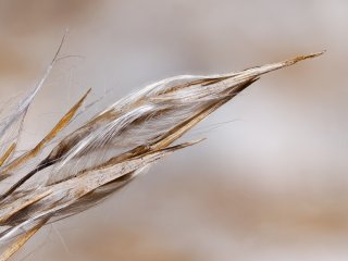 Spitze ...  ... einer Schilfblüte : Oly-FNEU-exportiert, Oly-ForumNEU, Stack_01, xFrühjahr