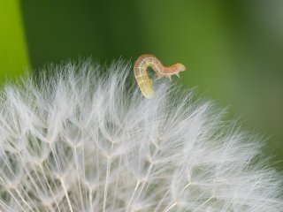 Made ...  ... auf der Pusteblume : Oly-FNEU-exportiert, Oly-ForumNEU, xFrühjahr