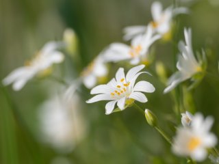 Acker-Hornkraut  Cerastium arvense : Oly-FNEU-exportiert, Oly-ForumNEU, xFrühjahr