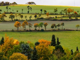 Herbstliche Sinfonie  in der Feldlage von Usseln : Allee, Herbst, Usseln, Wege, Willingen, xHerbst, xWillingen