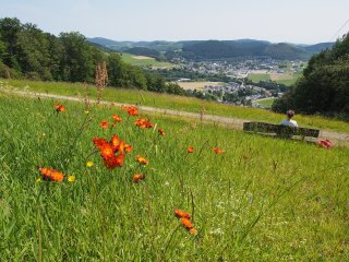 Sonnenhang  Idylle im Mai - Im Winter gibt's hier nur eine Richtung: Nach unten! : Willingen, xSommer, xWillingen