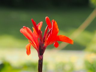 Amaryllis  steht im Sommer neben dem Schloss Wilhelmshöhe, Kassel : Kassel, Wilhelmshöhe, xSommer