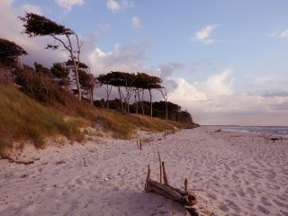 Windflüchter  am Traumstrand - Weststrand am Darss : 2014, Darss, Prerow, xSommer