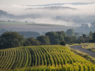 Die Sonne gewinnt ...  Morgennebel an der Ostheimer Senke : xDieTops, xSommer