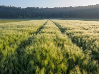 Das Licht macht den Unterschied  Nebelstreif mit Gerstenfeld an der Fulda südlich von Kassel : Fuldabrück, xSommer