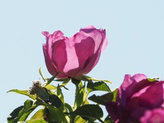 Schattenblütenspiel  Dünenrose aus Seeland, Dänemark : Dänemark, Heckenrose, Odsherred, Seeland, xSommer