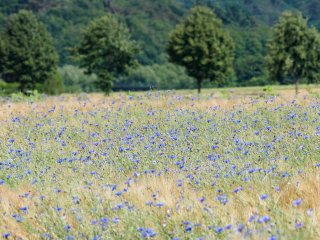 Kornblumen  im Gerstenfeld am Fulda-Radweg bei Fuldabrück : Fuldabrück, xSommer