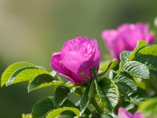 Kamtschatkarose  oft auch Dünenrose genannt : cewe-01, xDieTops, xSommer