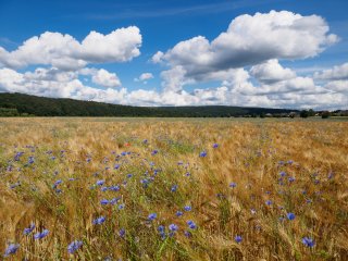 Kornblumen im Gerstenfeld  Sommeranfang bei Fuldabrück : Fuldabrück, xSommer