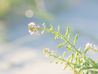 Meeresgemüse  Queller (Salicornia) : Oly-FNEU-exportiert, Oly-ForumNEU, xSommer