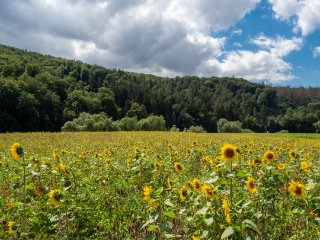 Sonnenblumenfeld  An der Fulda südlich von Kassel : 0609, Oly-FNEU-exportiert, Oly-ForumNEU, xSommer