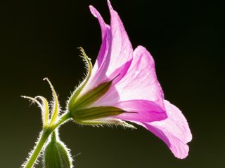 Storchschnabel  (Geranium) : 0609, Oly-FNEU-exportiert, Oly-ForumNEU, xDieTops, xSommer