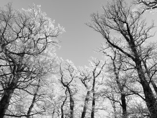 Vereiste Karlsaue  Baumwipfelblick : Eiskristalle, Karlsaue, SW, xWinter