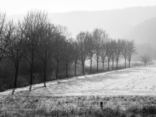 Baumreihe im Gegenlicht  am Fuda-Radweg bei Fuldabrück : Allee, Eis, Fuldabrück, SW, Schwan, xWinter