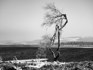 Sturmgeplagt  Speichersee am Ettelsberg bei Willingen/Upland : Baum, Eis, See, Willingen, xWinter