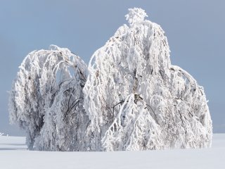 Vom Eis umhüllt : Ohlenbach, xWinter