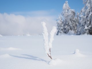 Junge Eisstäbchenpflanze : Ohlenbach, xWinter