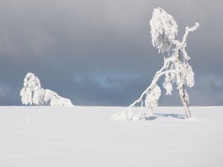 Eiswanderer mit Hund  "Autor im Phantasiemodus" : Ohlenbach, oly-forum, xWinter